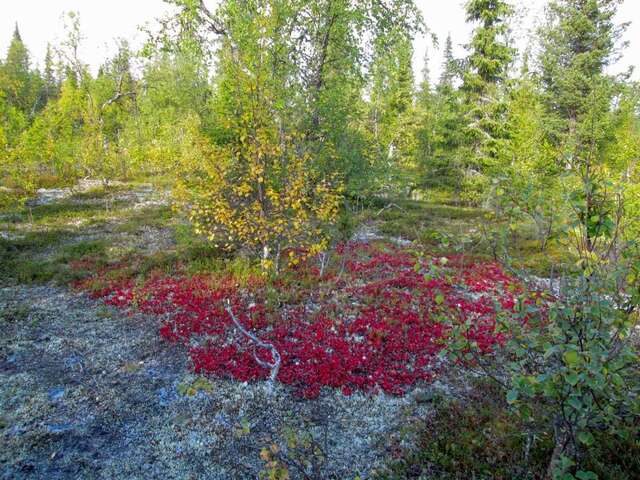 Гостевой дом Kuerkaltio Holiday Village Экясломполо-17